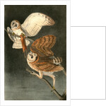 Barn Owl by John James Audubon