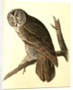 Great Cinereous Owl by John James Audubon