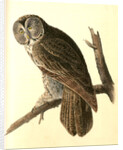 Great Cinereous Owl by John James Audubon