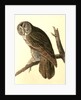 Great Cinereous Owl by John James Audubon