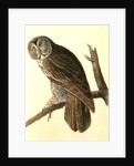 Great Cinereous Owl by John James Audubon