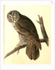 Great Cinereous Owl by John James Audubon
