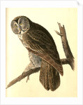 Great Cinereous Owl by John James Audubon