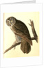 Great Cinereous Owl by John James Audubon