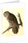 Great Cinereous Owl by John James Audubon