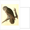 Great Cinereous Owl by John James Audubon