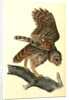 Barred Owl by John James Audubon