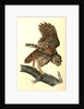 Barred Owl by John James Audubon