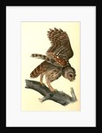 Barred Owl by John James Audubon