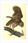 Barred Owl by John James Audubon