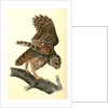 Barred Owl by John James Audubon
