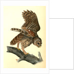 Barred Owl by John James Audubon