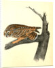 Short-eared Owl by John James Audubon