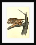 Short-eared Owl by John James Audubon