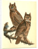 Geat Horned Owl by John James Audubon