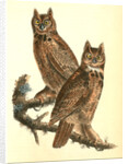 Geat Horned Owl by John James Audubon