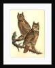 Geat Horned Owl by John James Audubon