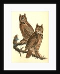 Geat Horned Owl by John James Audubon