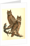 Geat Horned Owl by John James Audubon