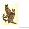 Geat Horned Owl by John James Audubon