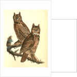 Geat Horned Owl by John James Audubon