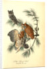 Little Screech Owl. (Jersey Pine. Pinus inops.) by John James Audubon