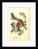 Little Screech Owl. (Jersey Pine. Pinus inops.) by John James Audubon
