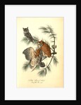 Little Screech Owl. (Jersey Pine. Pinus inops.) by John James Audubon