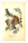 Little Screech Owl. (Jersey Pine. Pinus inops.) by John James Audubon