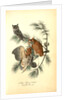 Little Screech Owl. (Jersey Pine. Pinus inops.) by John James Audubon