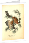 Little Screech Owl. (Jersey Pine. Pinus inops.) by John James Audubon