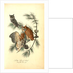 Little Screech Owl. (Jersey Pine. Pinus inops.) by John James Audubon