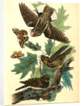 Whip-poor-will. (Black Oak, or Quercitron. Quercus tinctoria.) by John James Audubon