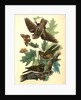 Whip-poor-will. (Black Oak, or Quercitron. Quercus tinctoria.) by John James Audubon