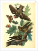Whip-poor-will. (Black Oak, or Quercitron. Quercus tinctoria.) by John James Audubon
