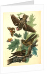 Whip-poor-will. (Black Oak, or Quercitron. Quercus tinctoria.) by John James Audubon
