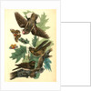 Whip-poor-will. (Black Oak, or Quercitron. Quercus tinctoria.) by John James Audubon
