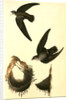 American Swift. (Nests) by John James Audubon