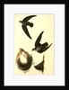 American Swift. (Nests) by John James Audubon