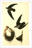 American Swift. (Nests) by John James Audubon