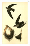 American Swift. (Nests) by John James Audubon
