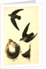 American Swift. (Nests) by John James Audubon