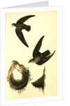 American Swift. (Nests) by John James Audubon