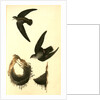American Swift. (Nests) by John James Audubon