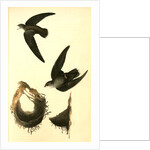 American Swift. (Nests) by John James Audubon