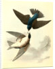 Whit-bellied Swallow by John James Audubon
