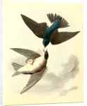 Whit-bellied Swallow by John James Audubon