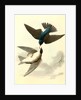 Whit-bellied Swallow by John James Audubon