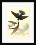 Whit-bellied Swallow by John James Audubon