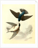 Whit-bellied Swallow by John James Audubon